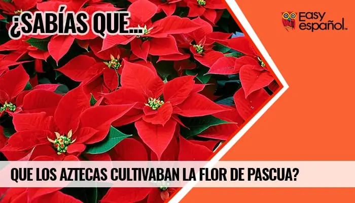 Sabias que los aztecas cultivaban la Flor de Pascua? Easy Español
