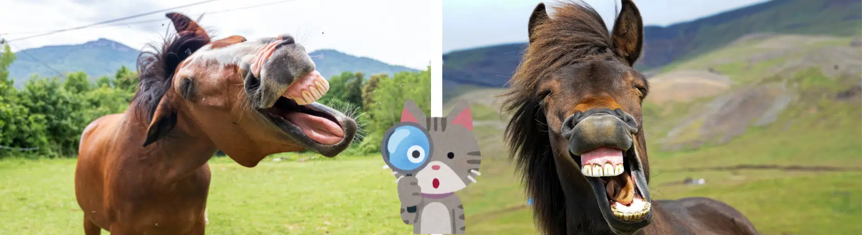 Learn Spanish Sayings: A caballo regalado no se le miran los dientes - Learn Spanish - Speak Spanish - Practice Spanish - Easy Español