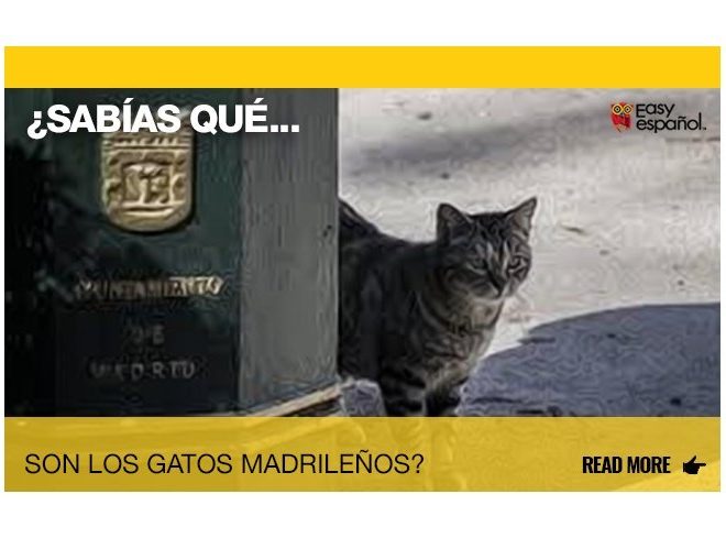 ¿Sabías que son los gatos madrileños? - Easy Español