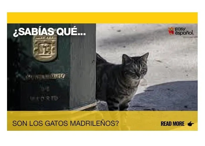 ¿Sabías que son los gatos madrileños? - Easy Español