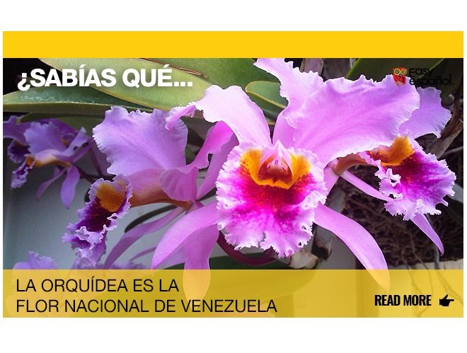 ¿Sabías que la orquídea es la flor nacional de Venezuela? - Easy Español
