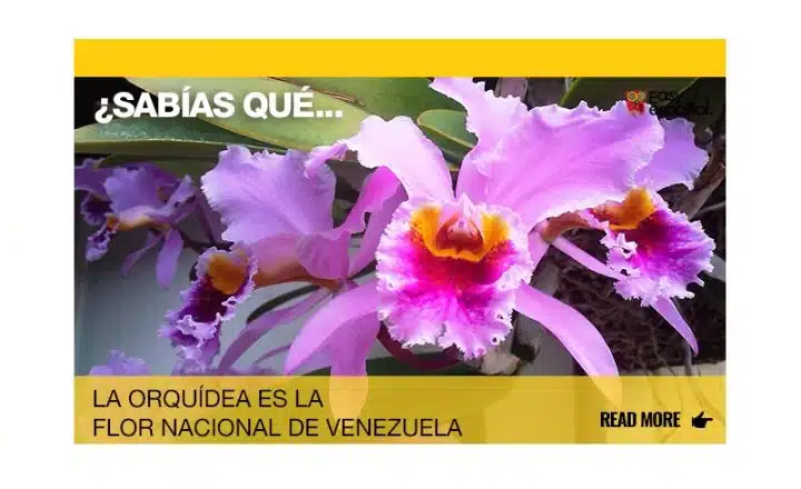 ¿Sabías que la orquídea es la flor nacional de Venezuela? - Easy Español