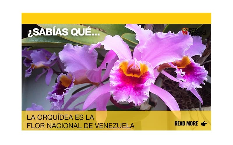 ¿Sabías que la orquídea es la flor nacional de Venezuela? - Easy Español