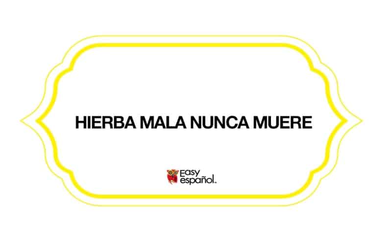 Saying of the day: Hierba mala nunca muere - Easy Español