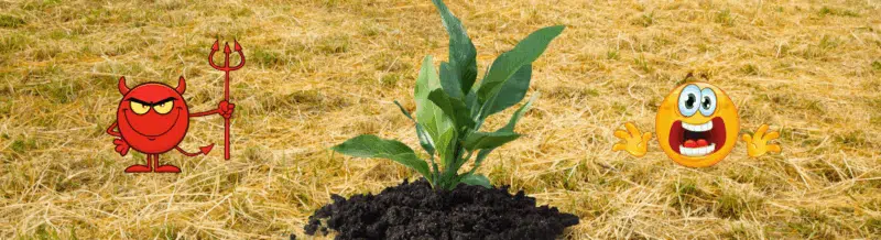 Learn the Spanish expression: Hierba mala nunca muere - Speak Spanish - Learn Spanish - Practice Spanish - Easy Español