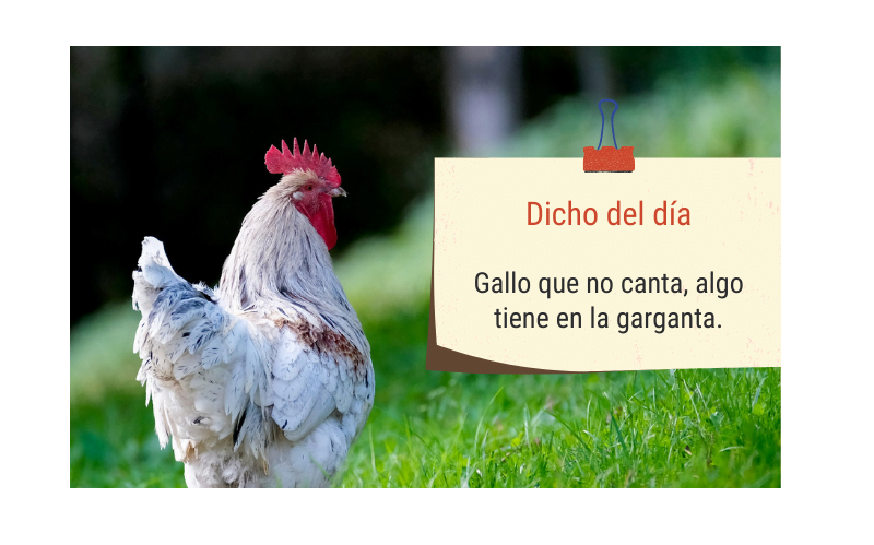Saying of the day: Gallo que no canta, algo tiene en la garganta - Easy Español