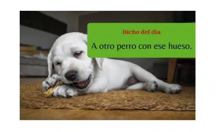Spanish saying: A otro perro con ese hueso - Easy Español