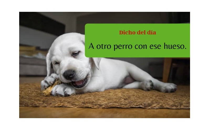 Spanish saying: A otro perro con ese hueso - Easy Español