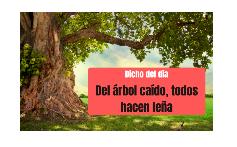 Saying of the day: Del árbol caído, todos hacen leña - Easy Español
