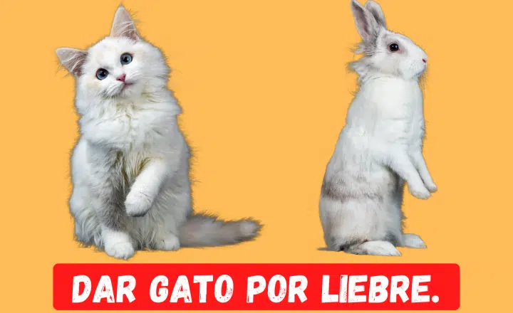 Saying of the day: Dar gato por liebre - Easy Español