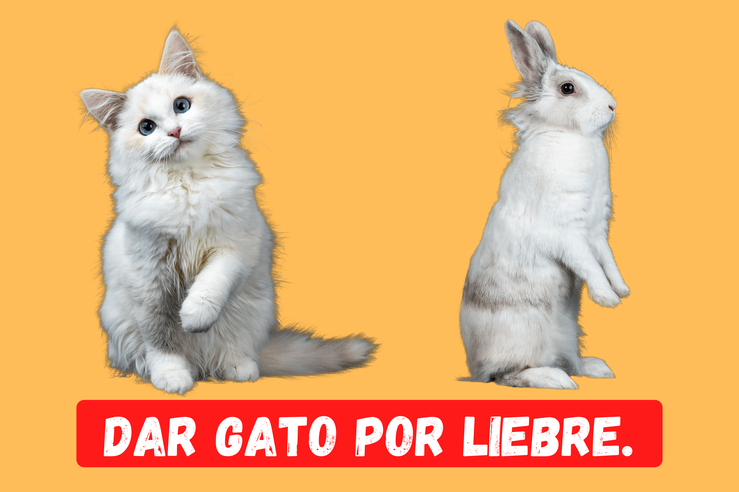 Saying of the day: Dar gato por liebre - Easy Español