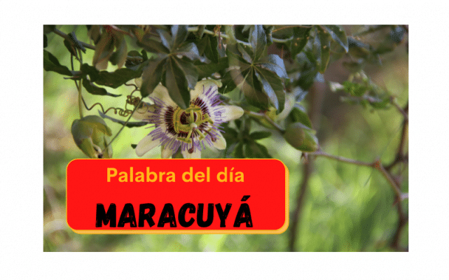 La palabra del día: Maracuyá - Easy Español