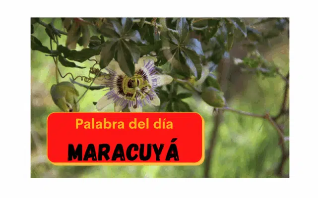 La palabra del día: Maracuyá - Easy Español