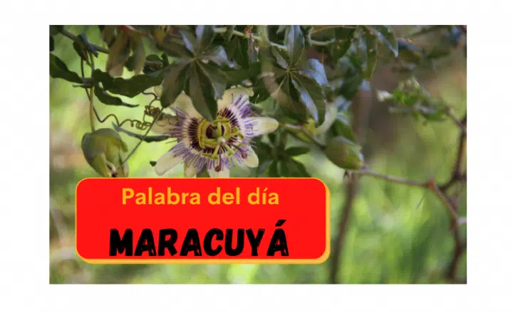 La palabra del día: Maracuyá - Easy Español