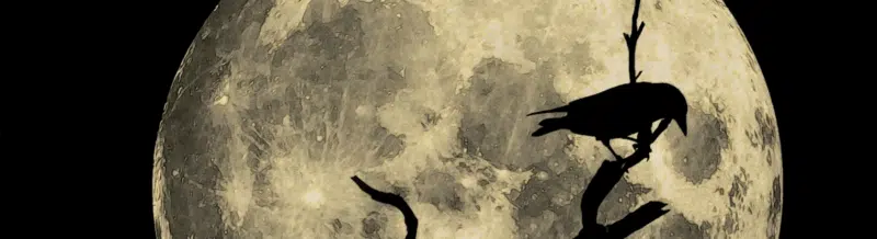 Spanish Saying of the day: Ser pájaro de mal agüero - Learn Spanish - Speak Spanish - Practice Spanish - Easy Español