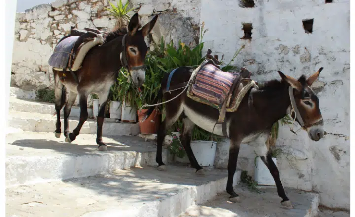 Sayin of the day: El burro delante para que no se espante - Easy Español