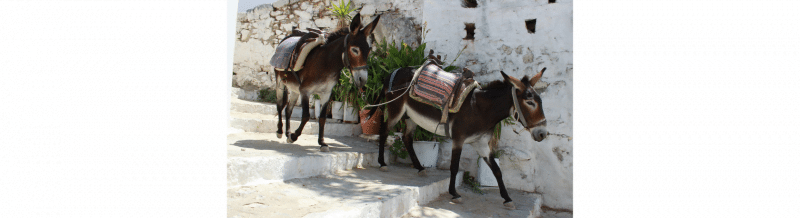 Sayin of the day: El burro delante para que no se espante - Easy Español