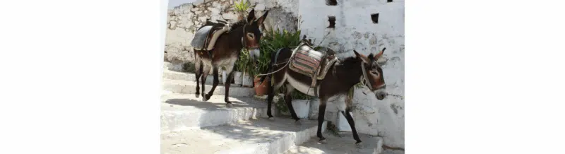 Sayin of the day: El burro delante para que no se espante - Easy Español