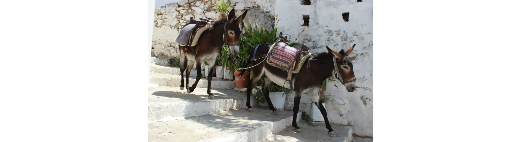 Sayin of the day: El burro delante para que no se espante - Easy Español