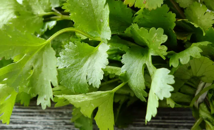 Saying of the day: Bueno es el cilantro, pero no tanto - Easy Español