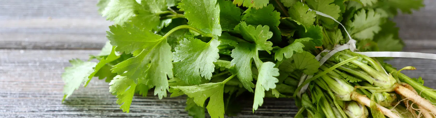 Saying of the day: Bueno es el cilantro, pero no tanto - Easy Español
