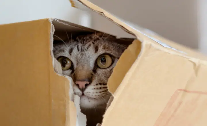 Saying of the day: Aquí hay gato encerrado - Easy Español