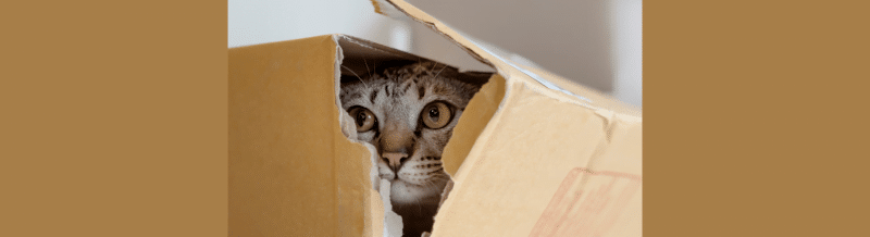 Saying of the day: Aquí hay gato encerrado - Easy Español