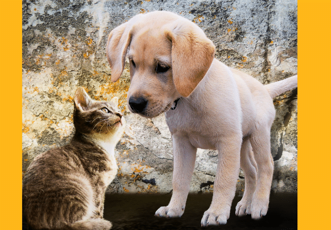 How can I tell 'ser' and 'estar' apart? - Easy Español