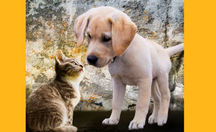 How can I tell 'ser' and 'estar' apart? - Easy Español