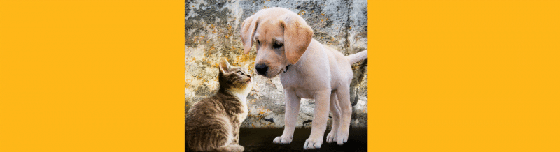How can I tell 'ser' and 'estar' apart? - Easy Español