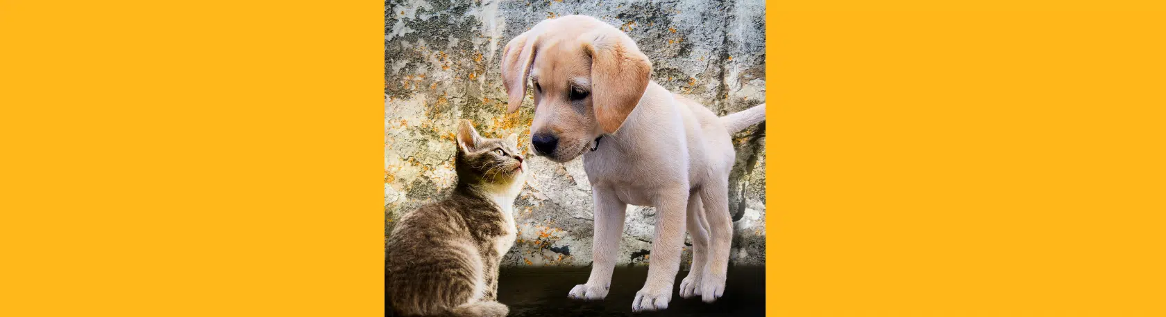 How can I tell 'ser' and 'estar' apart? - Easy Español