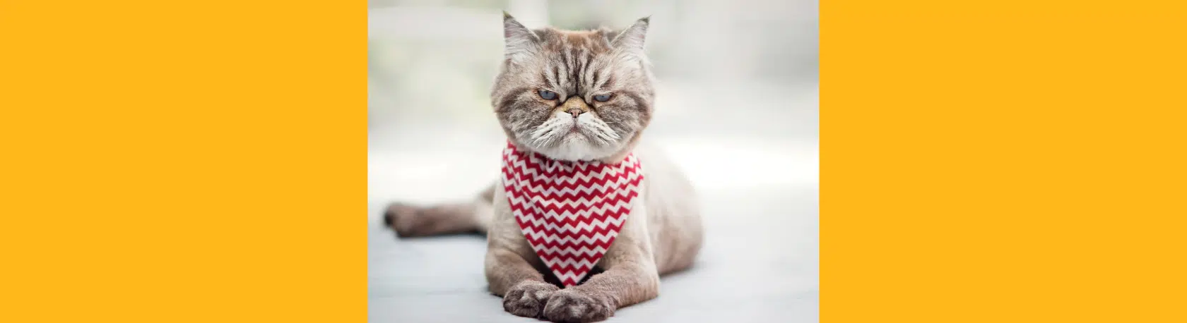 La palabra del día: Enfurruñado - Easy Español