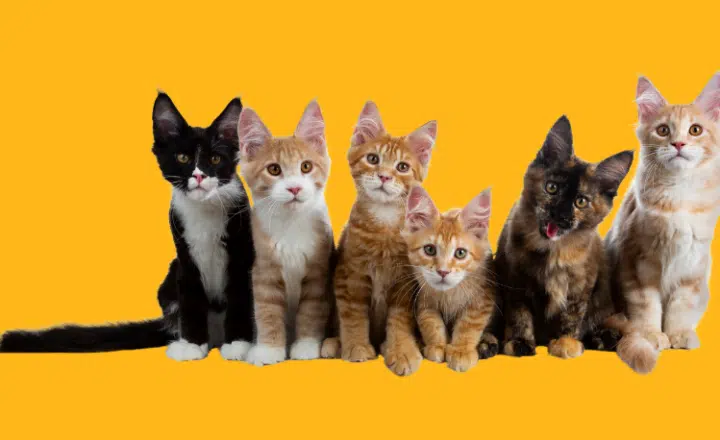 Casi siempre, a veces, de vez en cuando and other frequency phrases