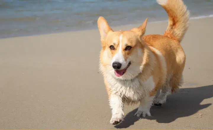 Saying of the day: La mentira tiene patas cortas - Easy Español