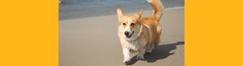 Saying of the day: La mentira tiene patas cortas - Easy Español