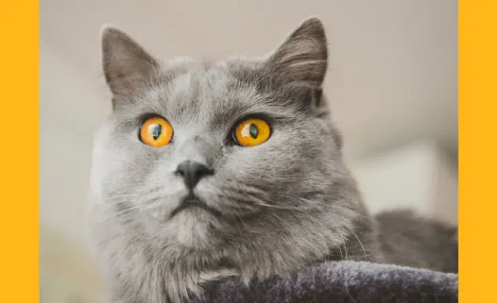 The tricky verb 'quedar' - Easy Español