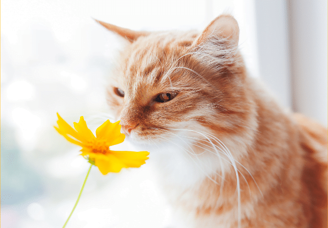 Spanish verbs for the five senses - Easy Español