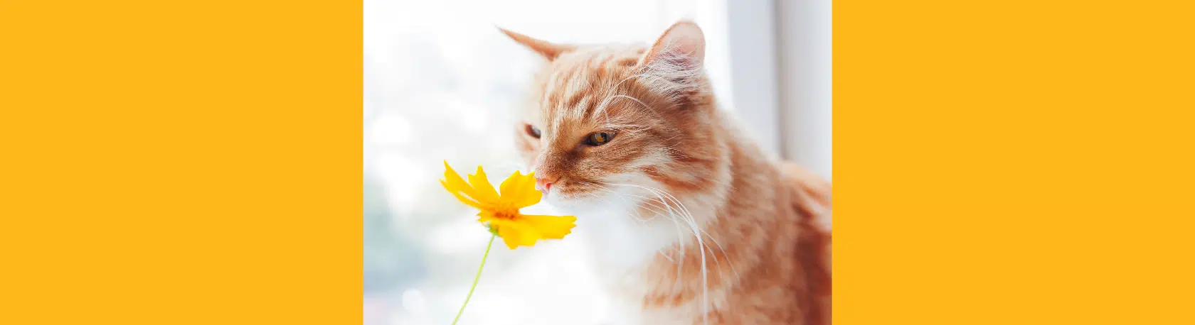 Spanish verbs for the five senses - Easy Español