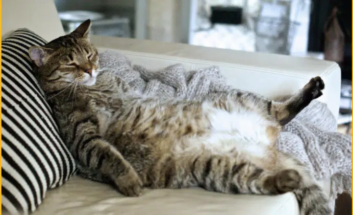 La palabra del día: Descuajeringado - Easy Español