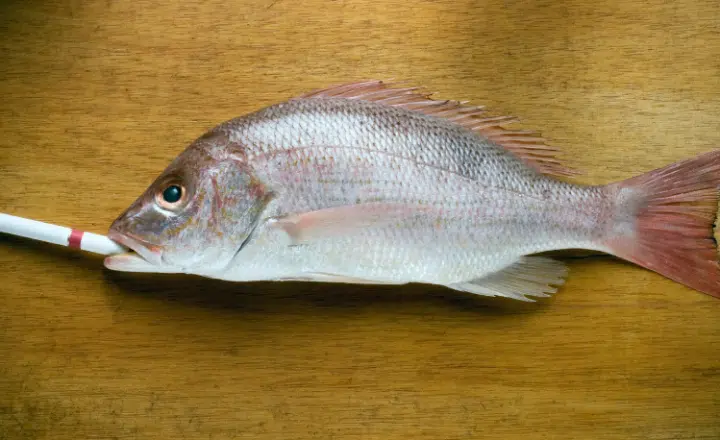 La palabra del día: Chamusquina - Easy Español