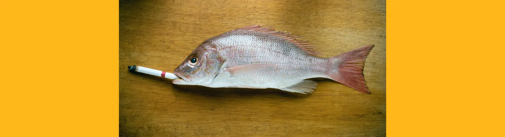 La palabra del día: Chamusquina - Easy Español