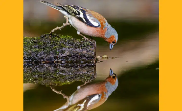 How do we use los verbos reflexivos? - Easy Español