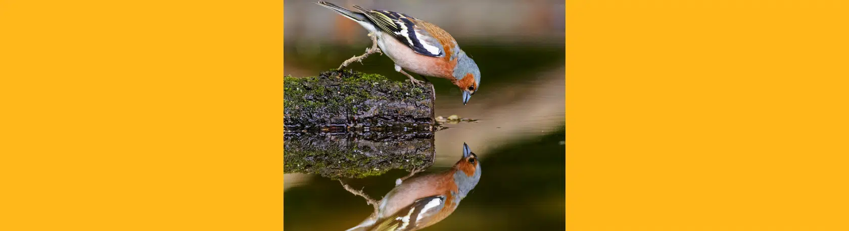 How do we use los verbos reflexivos? - Easy Español