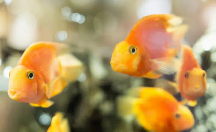 Saying of the day: Estar como pez en el agua - Easy Español