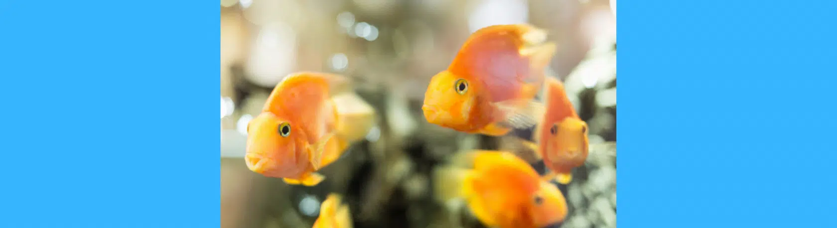 Saying of the day: Estar como pez en el agua - Easy Español