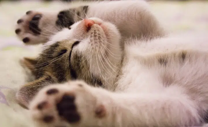 Saying of the day: Dormir a pierna suelta - Easy Español