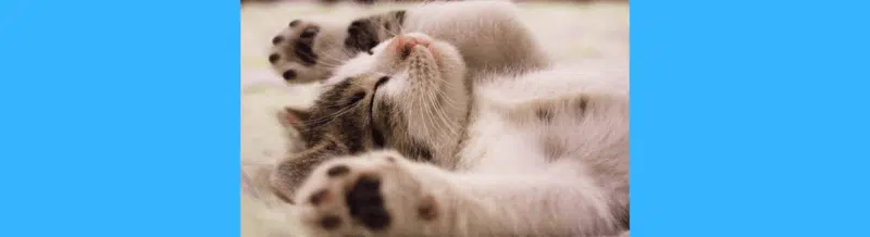 Saying of the day: Dormir a pierna suelta - Easy Español