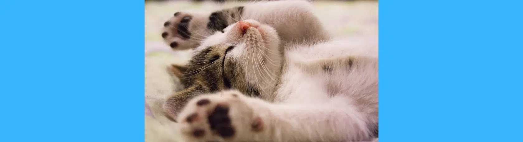 Saying of the day: Dormir a pierna suelta - Easy Español