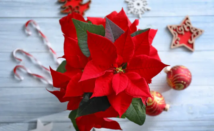 Easy Podcast: La historia de la flor de Nochebuena o 'Poinsettia' - Easy Español