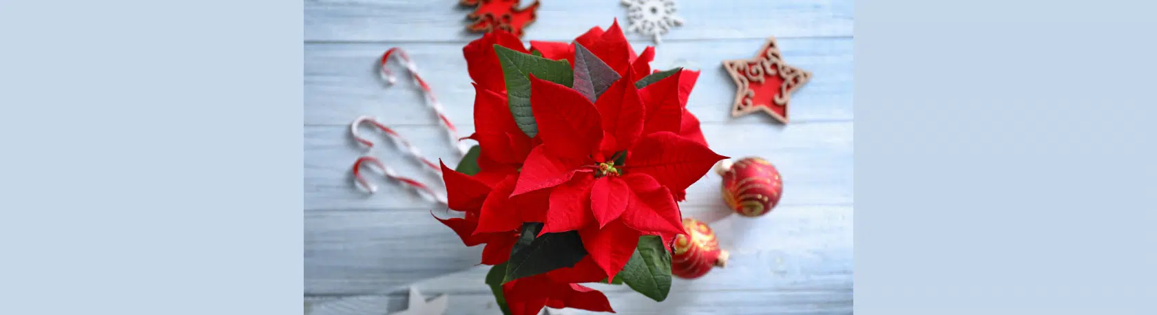 Easy Podcast: La historia de la flor de Nochebuena o 'Poinsettia' - Easy Español